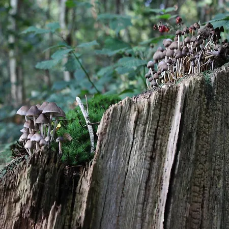 In Veluwe Near Nature Park, Cleaning Included *