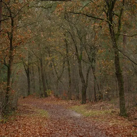 In Veluwe Near Nature Park, Cleaning Included Voorthuizen
